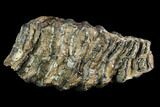 Partial Southern Mammoth Molar - Hungary #123670-1